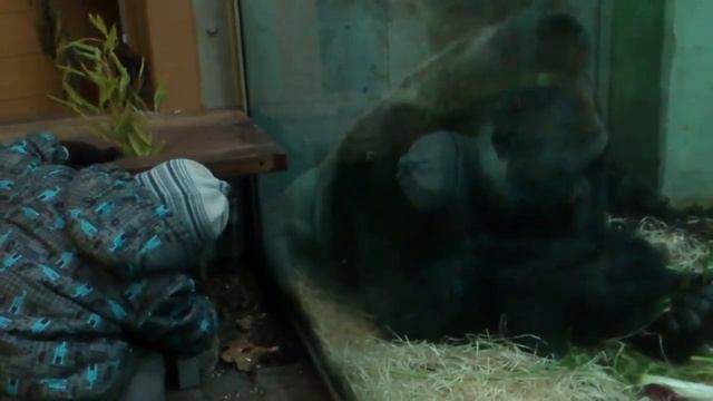 Мюнхенский зоопарк - Tierpark Hellabrunn смотреть онлайн