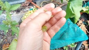 Сорт винограда Спартанец