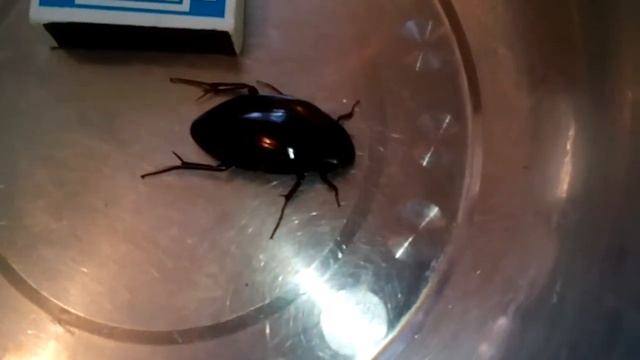 ЖУК ВОДОЛЮБ БОЛЬШОЙ ЧЕРНЫЙ смотреть онлайн