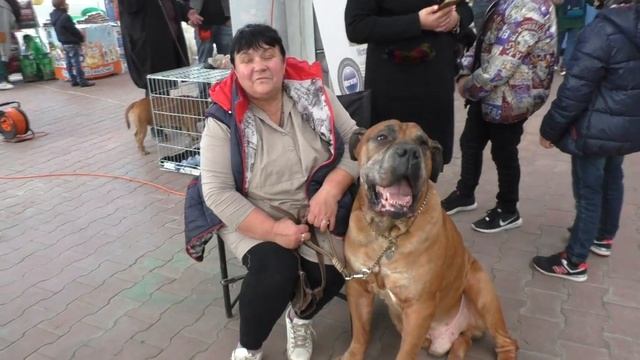 Я и мои любимые собаки. Кинолог - это образ жизни. Me and my favorite dogs. смотреть онлайн