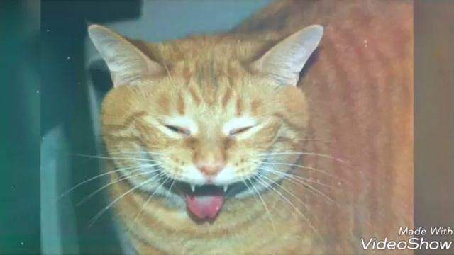 Очень смешные и прикольные фото котят !!! ? Советуем вам его посмотреть !!! смотреть онлайн