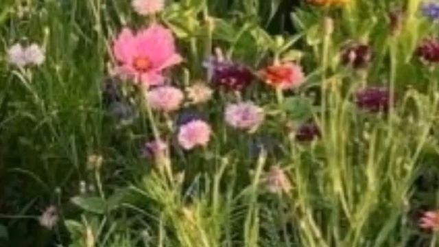 Не мешайте женщине любить - До мурашек красивая история смотреть онлайн