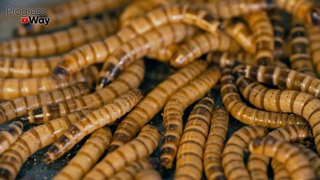 Больше Нет Проволочника! Осенью вношу это простое средство! смотреть онлайн