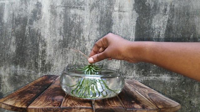 Air plant care | Tillandsia | தமிழ் смотреть онлайн