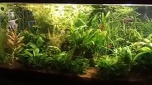 Аквариум. Сода - полезно или вредно? Добавлять ли соду в аквариум?