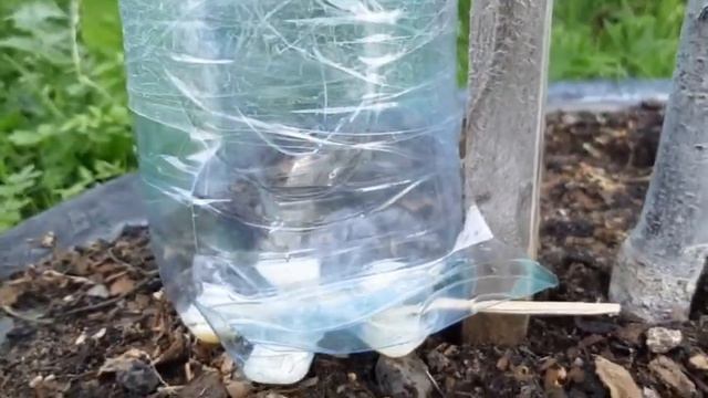 Муравьям Тля не нужна !!! смотреть онлайн