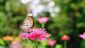 КРАСИВАЯ МУЗЫКА ДЛЯ ДУШИ! Эту музыку можно слушать вечно! Лучшая музыка Сергея Грищука #30