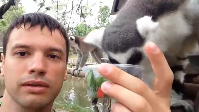 Лемур Король Джулиан из Мадагаскар. Khao Kheow Открытый зоопарк Паттайя /Lemur . Pattaya Open Zoo смотреть онлайн