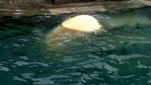 Полярная медведица Герда! Спасибо за аплодисменты!!! 24.04.2016 смотреть онлайн