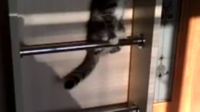 Котенок-альпинист смотреть онлайн