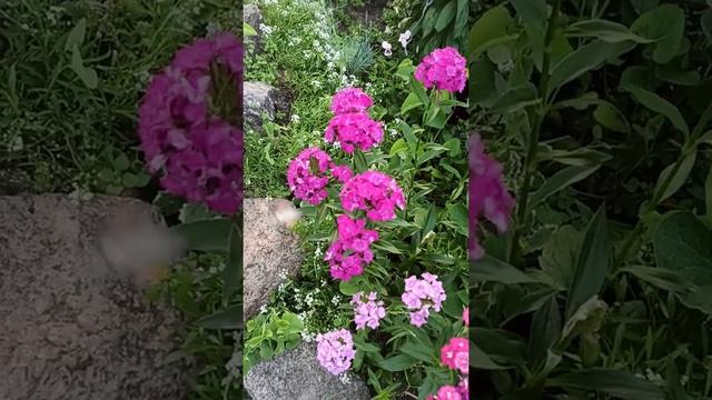 Бабочка бражник похожа на колибри смотреть онлайн