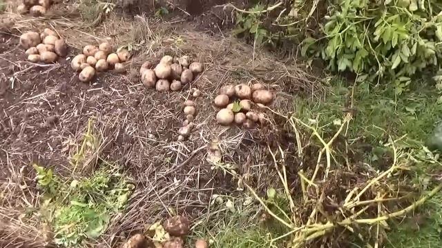 Урожай картофеля в гребнях 2016г. природное земледелие. смотреть онлайн