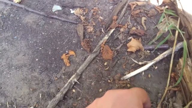 Заготовка лесного ореха, для последующей стратификации смотреть онлайн
