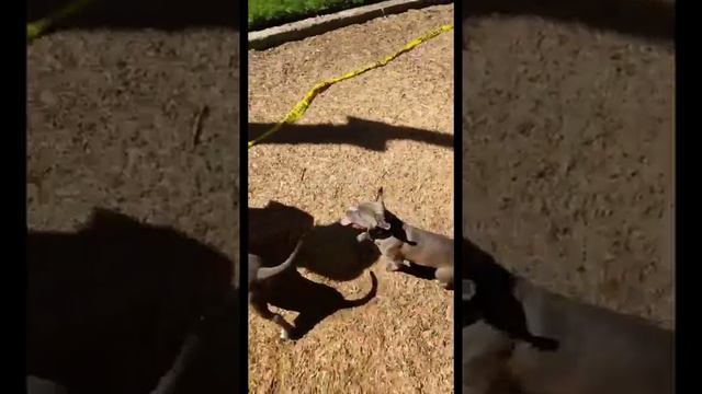 bully max gorilla max dyne 2months old to 7months old смотреть онлайн