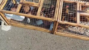 выставка голубей Симферополь