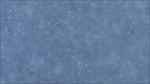 Чудесное перо императорского пингвина (эволюция или сотворение) смотреть онлайн