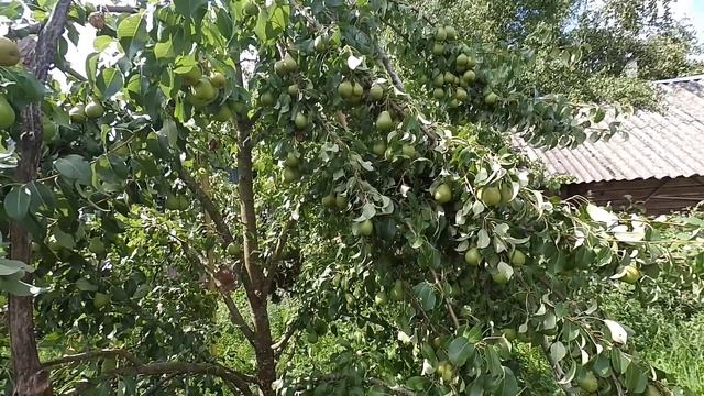 делаю подпорки для веток, ящики для сушки ягод и фруктов, как подпереть ветки, как сушить ягоды смотреть онлайн