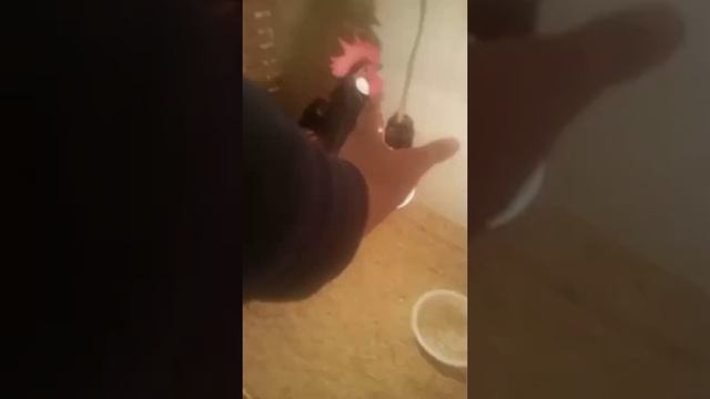 Forverk chikens Форверк куры #shorts #brahma #куры #товук смотреть онлайн