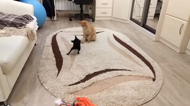 Бешеная чихуахуа смотреть онлайн