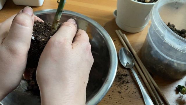Распаковка суккулентов смотреть онлайн