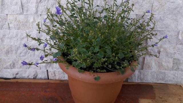 MAVİŞ ÇİÇEĞİ (campanula) ÇİÇEĞİ BAKIMI VE ÇOĞALTILMASI