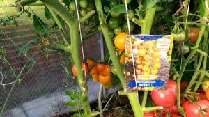 Томат Волшебная арфа и Данко. Любимчики!