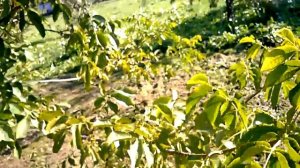 Как растет ГРЕЦКИЙ ОРЕХ - ПЛОДОНОШЕНИЕ ореха. Обзор моего грецкого ореха сорт "Самохваловичский-2"