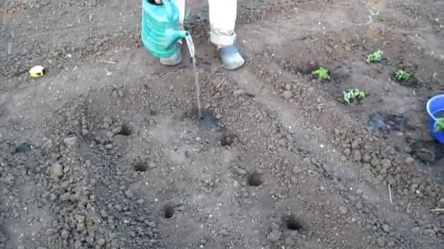 Посадка рассады помидор в открытый грунт по моему методу смотреть онлайн
