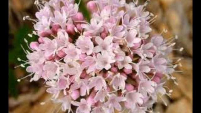 Plantas, flores y vida. Fórmula para la depresión suave, con ansiedad y estrés. смотреть онлайн