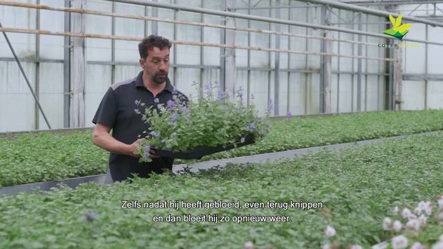 Covergreen Nepeta x faassenii 'Walker's Low' kant-en-klare bodembedekker смотреть онлайн