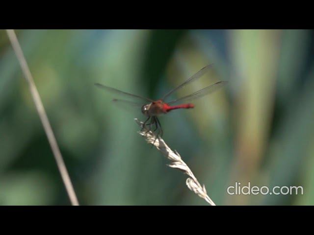 порхать не проникать Макс Салтыков смотреть онлайн