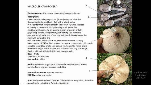 The Parasol Mushroom (Macrolepiota procera) смотреть онлайн