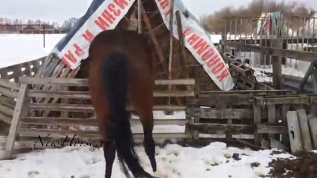 Терский жеребец Сильный 2008 смотреть онлайн