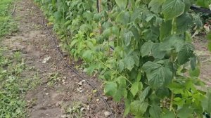 Как удалить малину с участка. Подготовка ремов к плодоношению.