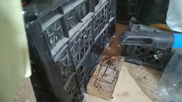 Как я борюсь с домовыми мышами смотреть онлайн