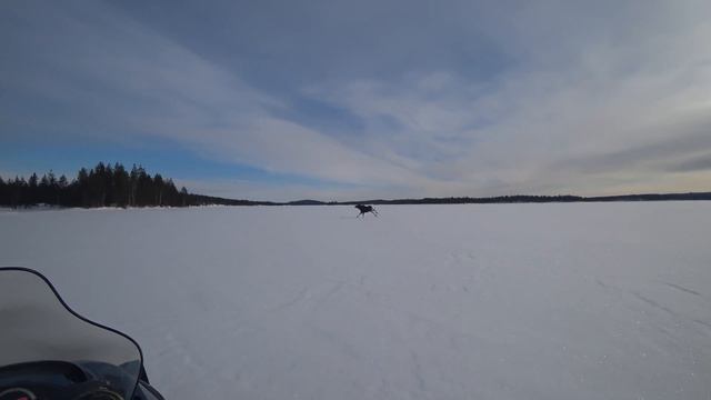Встретили троих лосей на озере! смотреть онлайн