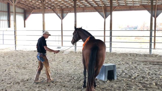 Young Warmblood First Ride! смотреть онлайн