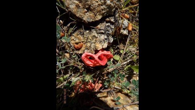 Clathrus ruber latticed stinkhorn, the basket stinkhorn, or the red cage, смотреть онлайн