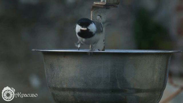 Птичья столовая, 15 декабря смотреть онлайн