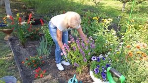 Как сажать бергамот