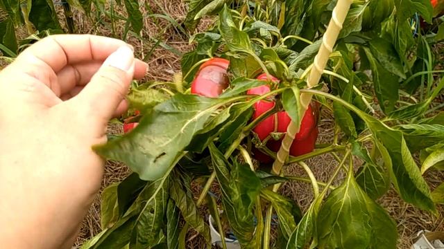 Сорта болгарского перца для открытого грунта. смотреть онлайн