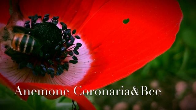 Anemone Coronaria & Bee смотреть онлайн