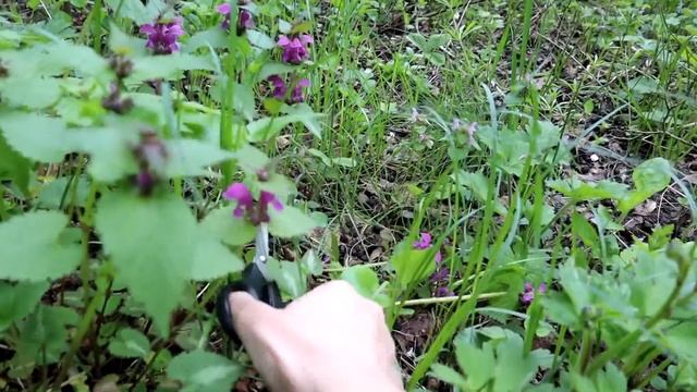 Яснотка. Полезные свойства.