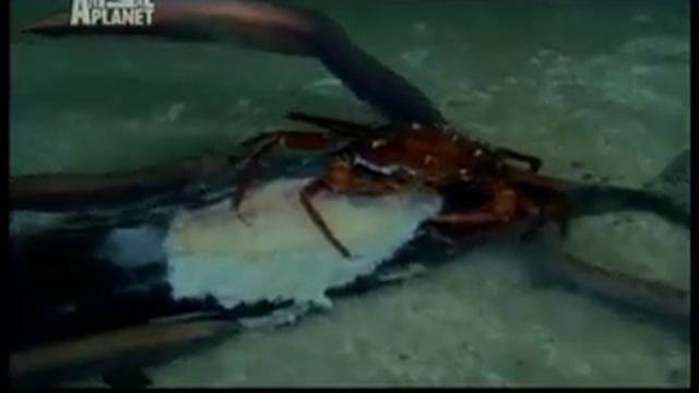 Рыба удильщик.wmv смотреть онлайн