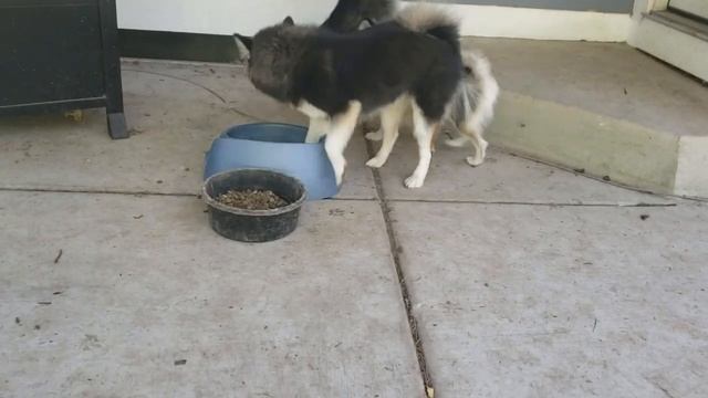 Micro Pomsky & Mini Pomskies with Standard sized pomsky. All full grown. смотреть онлайн