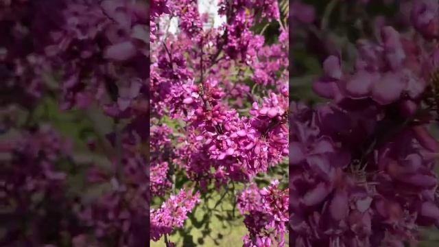 В Сочи цветет Иудино дерево (Церцис). смотреть онлайн