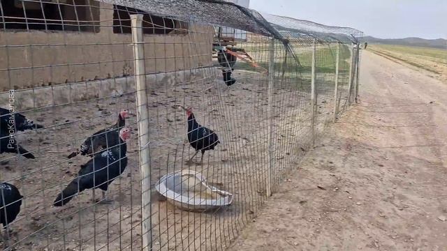 ДЖИЗАКСКАЯ САМСА//ФОРИШ//ФЕРМЕРСКОЕ ХОЗЯЙСТВО//ГОРЫ//ЖАРИМ РЫБУ @ranokamolova