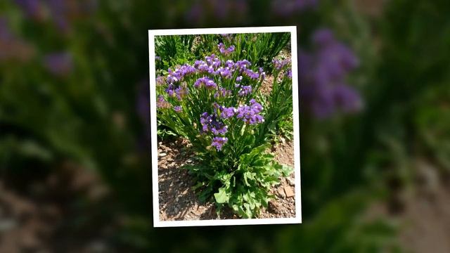Hoa Salem (Limonium sinuatum) смотреть онлайн