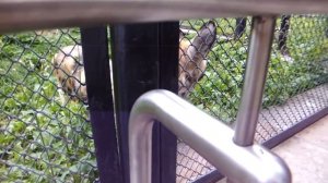 Гиеновая собака в Московском зоопарке