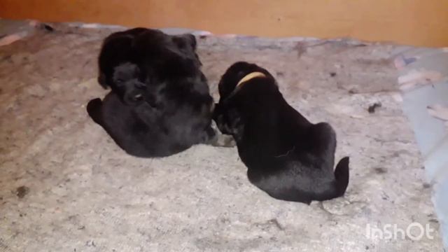 Ховаварт - Litter "I" смотреть онлайн